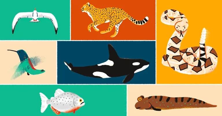  killer whale killer orca grampus sea wolf Orcinus orca cheetah chetah Acinonyx jubatus grey whale gray whale devilfish Eschrichtius gibbosus Eschrichtius robustus electric ray crampfish numbfish torpedo-0