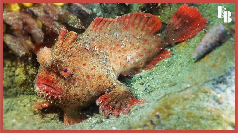  electric ray crampfish numbfish torpedo rock beauty Holocanthus tricolor lionfish coral reef-0