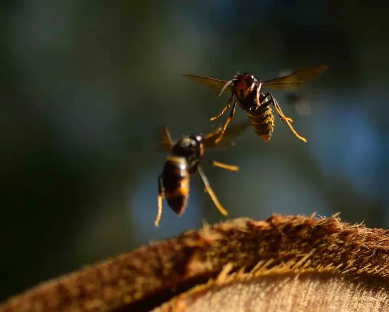  bee honeycomb ant emmet pismire cicada cicala fly-0