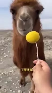  Arabian camel dromedary Camelus dromedarius llama ice lolly lolly lollipop popsicle maraca-0