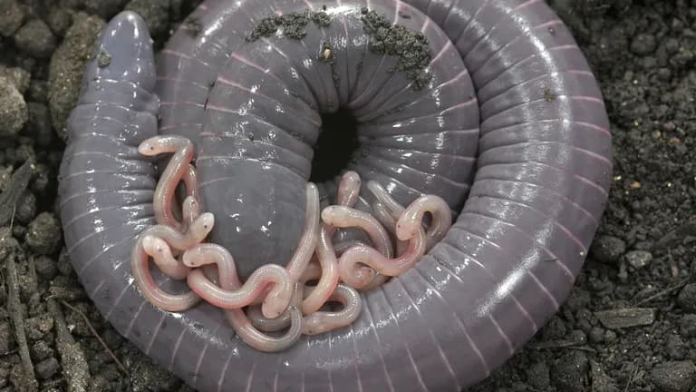  thunder snake worm snake Carphophis amoenus nematode nematode worm roundworm common newt Triturus vulgaris isopod-0