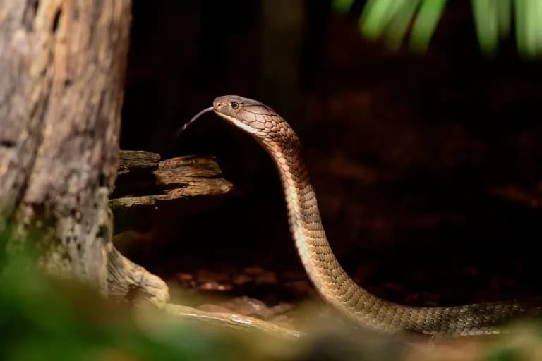  Indian cobra Naja naja green mamba vine snake horned viper cerastes sand viper horned asp Cerastes cornutus-0