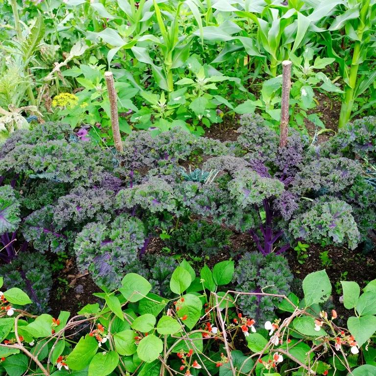  head cabbage cardoon cauliflower broccoli-0