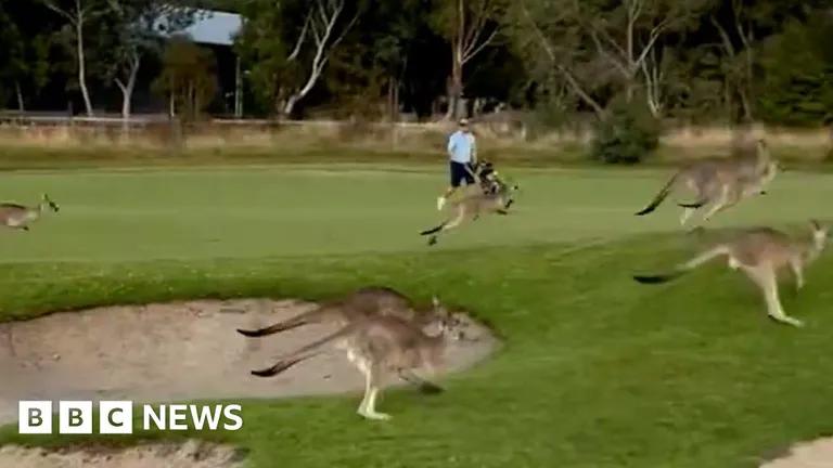  wallaby brush kangaroo golf ball wombat Great Dane-0