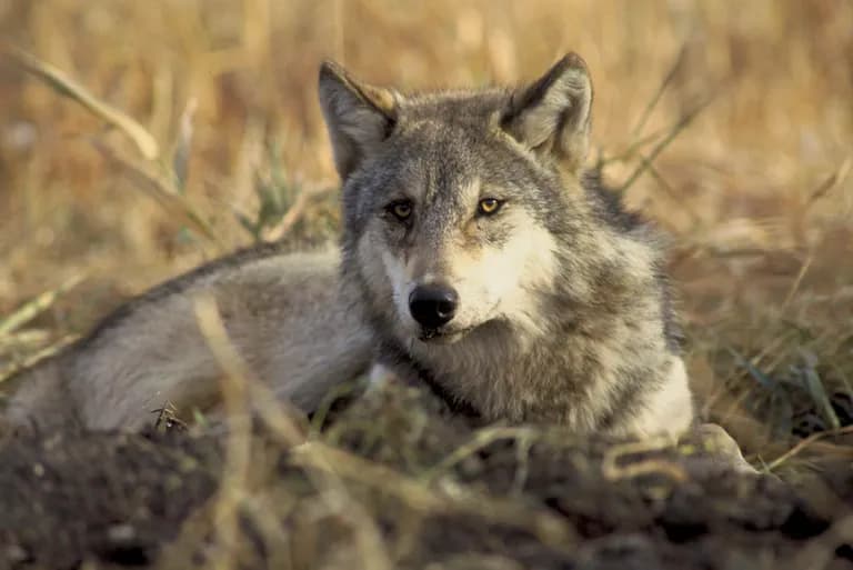  timber wolf grey wolf gray wolf Canis lupus red wolf maned wolf Canis rufus Canis niger dingo warrigal warragal Canis dingo coyote prairie wolf brush wolf Canis latrans-0