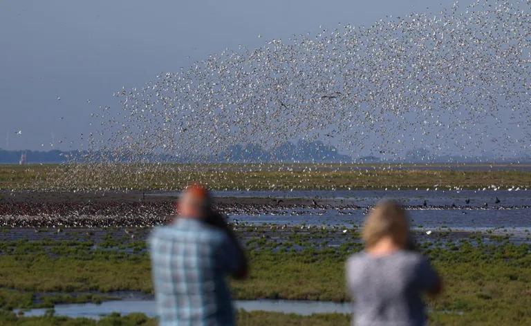  sandbar sand bar lakeside lakeshore goose black stork Ciconia nigra-0