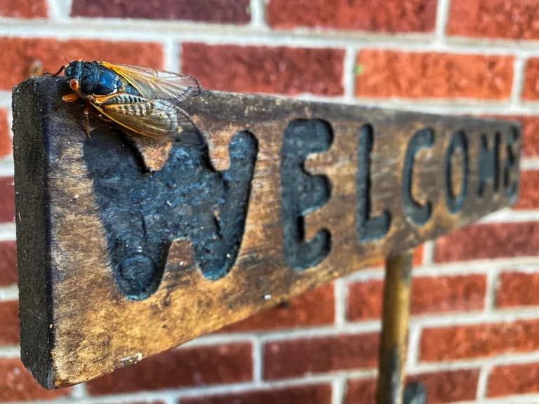  cicada cicala street sign mailbox letter box leafhopper-0