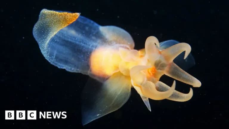  jellyfish sea slug nudibranch flatworm platyhelminth snail-0