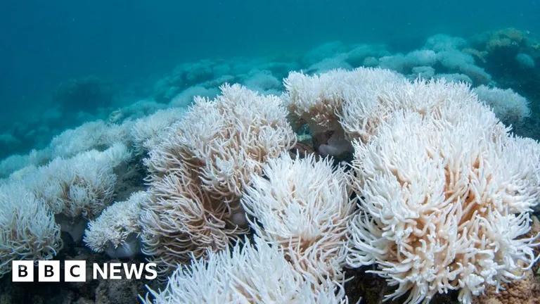  sea anemone anemone coral reef coral fungus anemone fish-0