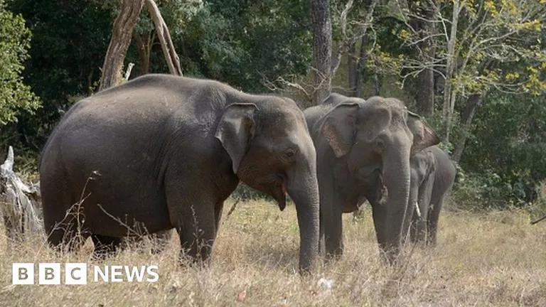  Indian elephant Elephas maximus tusker African elephant Loxodonta africana Brabancon griffon-0