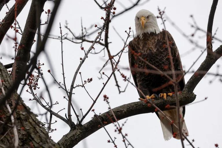  bald eagle American eagle Haliaeetus leucocephalus kite ruffed grouse partridge Bonasa umbellus black grouse-0