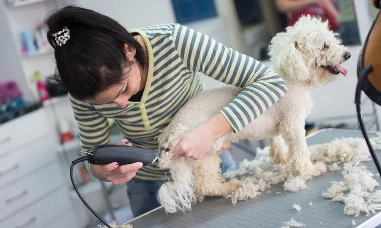  toy poodle miniature poodle Maltese dog Maltese terrier Maltese hand blower blow dryer blow drier hair dryer hair drier-0