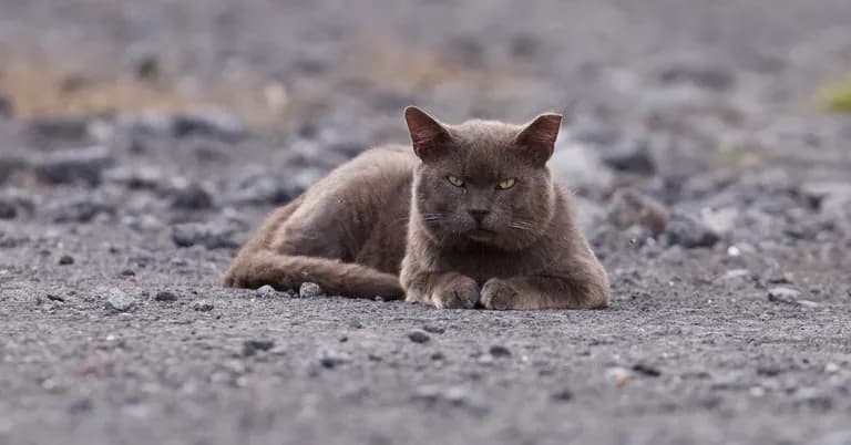  Egyptian cat cougar puma catamount mountain lion painter panther Felis concolor lynx catamount tiger cat-0