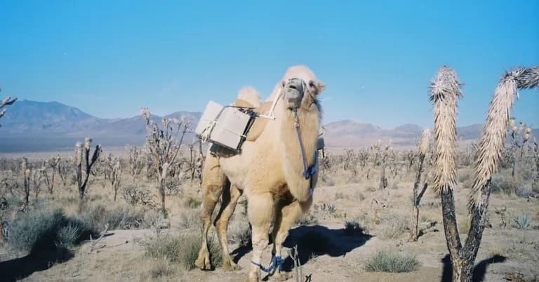  Arabian camel dromedary Camelus dromedarius llama muzzle Great Pyrenees-0