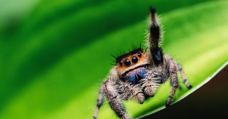  barn spider Araneus cavaticus garden spider Aranea diademata wolf spider hunting spider tarantula-0