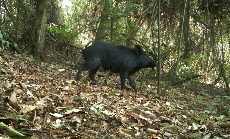  wild boar boar Sus scrofa hog pig grunter squealer Sus scrofa tusker warthog-0