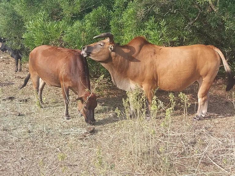  ox oxcart water buffalo water ox Asiatic buffalo Bubalus bubalis Rhodesian ridgeback-0