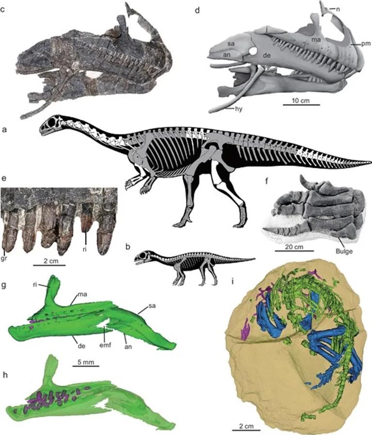  triceratops banded gecko axolotl mud puppy Ambystoma mexicanum common newt Triturus vulgaris-0