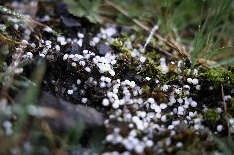  earthstar coral fungus stinkhorn carrion fungus hen-of-the-woods hen of the woods Polyporus frondosus Grifola frondosa-0