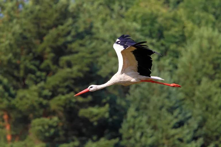  white stork Ciconia ciconia black stork Ciconia nigra crane bustard-0