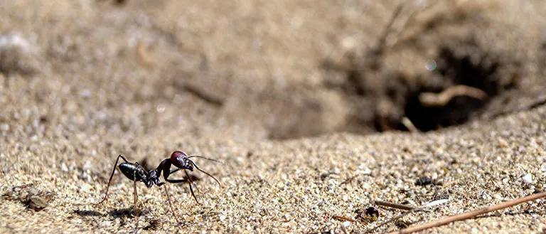  ant emmet pismire black widow Latrodectus mactans tiger beetle cockroach roach-0