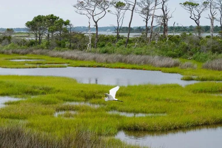  American egret great white heron Egretta albus lakeside lakeshore little blue heron Egretta caerulea crane-0