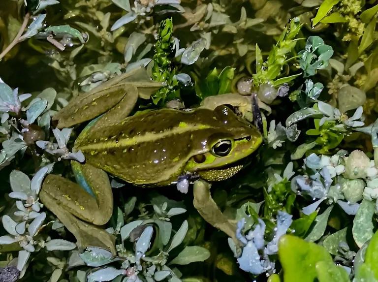  tailed frog bell toad ribbed toad tailed toad Ascaphus trui bullfrog Rana catesbeiana tree frog tree-frog common newt Triturus vulgaris-0