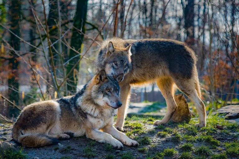  timber wolf grey wolf gray wolf Canis lupus red wolf maned wolf Canis rufus Canis niger coyote prairie wolf brush wolf Canis latrans white wolf Arctic wolf Canis lupus tundrarum-0