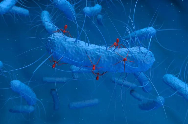  sea cucumber holothurian isopod nematode nematode worm roundworm tick-0