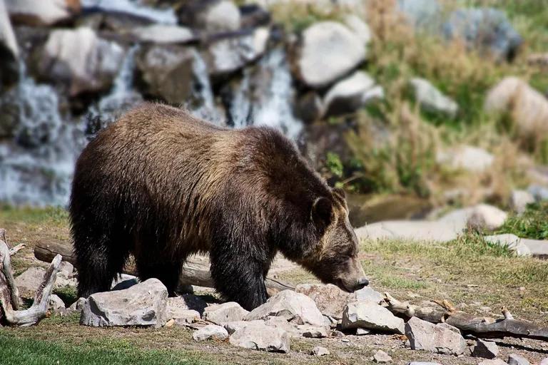  brown bear bruin Ursus arctos American black bear black bear Ursus americanus Euarctos americanus sloth bear Melursus ursinus Ursus ursinus ice bear polar bear Ursus Maritimus Thalarctos maritimus-0