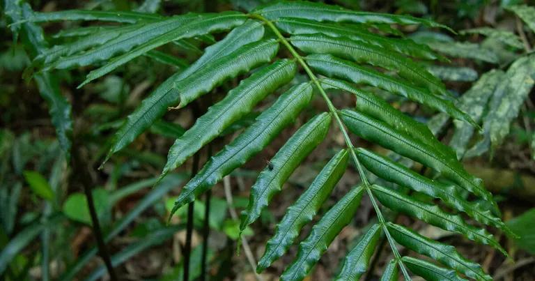  walking stick walkingstick stick insect stinkhorn carrion fungus vine snake earthstar-0