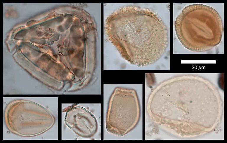  nematode nematode worm roundworm chiton coat-of-mail shell sea cradle polyplacophore flatworm platyhelminth isopod-0