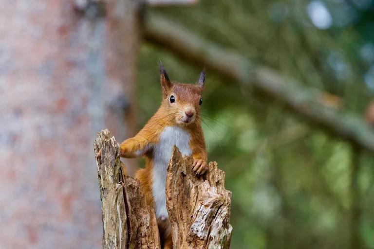  fox squirrel eastern fox squirrel Sciurus niger weasel ear spike capitulum marmot-0