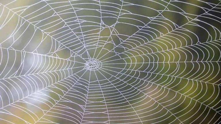  spider web spider's web barn spider Araneus cavaticus garden spider Aranea diademata wolf spider hunting spider-0