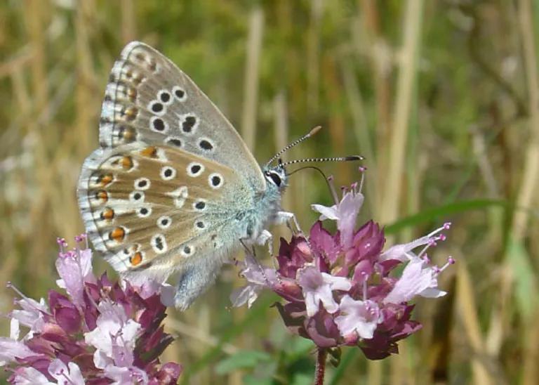  ringlet ringlet butterfly lycaenid lycaenid butterfly cabbage butterfly sulphur butterfly sulfur butterfly-0