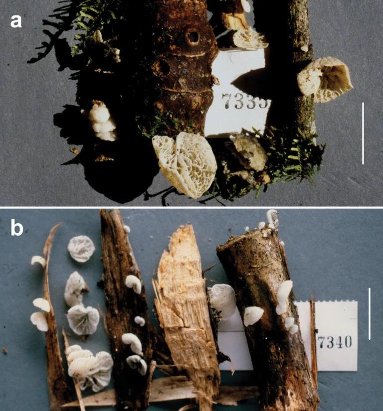  stinkhorn carrion fungus bolete hen-of-the-woods hen of the woods Polyporus frondosus Grifola frondosa earthstar-0