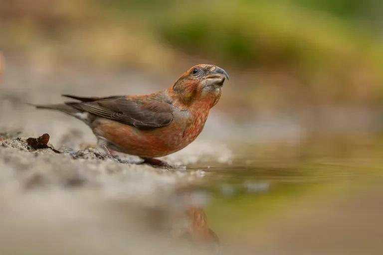  brambling Fringilla montifringilla house finch linnet Carpodacus mexicanus water ouzel dipper European gallinule Porphyrio porphyrio-0