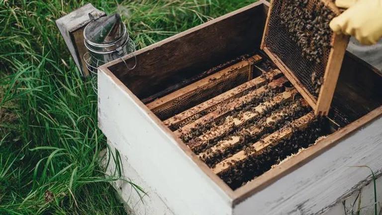  apiary bee house honeycomb bee crate-0