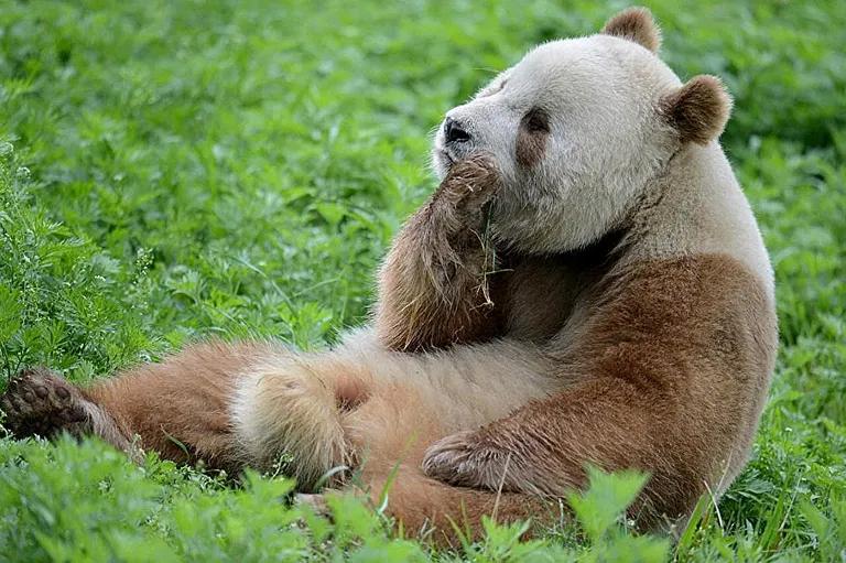  brown bear bruin Ursus arctos giant panda panda panda bear coon bear Ailuropoda melanoleuca ice bear polar bear Ursus Maritimus Thalarctos maritimus lesser panda red panda panda bear cat cat bear Ailurus fulgens-0