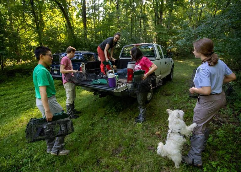  West Highland white terrier Great Pyrenees cairn cairn terrier pickup pickup truck-0