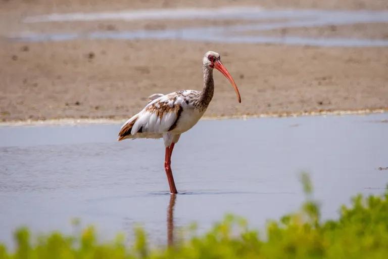  black stork Ciconia nigra white stork Ciconia ciconia limpkin Aramus pictus American egret great white heron Egretta albus-0