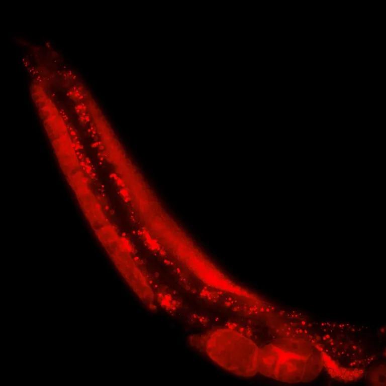  nematode nematode worm roundworm flatworm platyhelminth digital clock sea cucumber holothurian-0