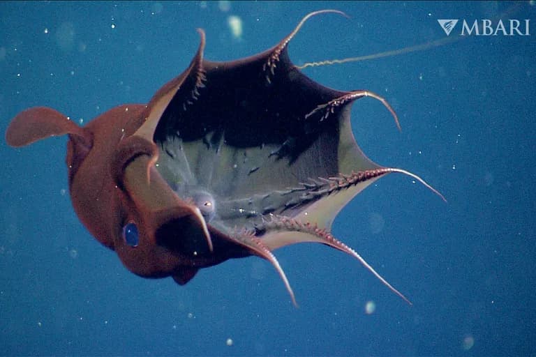  electric ray crampfish numbfish torpedo chambered nautilus pearly nautilus nautilus stingray rock beauty Holocanthus tricolor-0