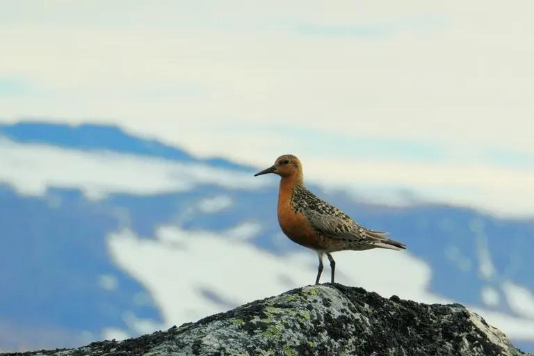  dowitcher red-backed sandpiper dunlin Erolia alpina water ouzel dipper redshank Tringa totanus-0