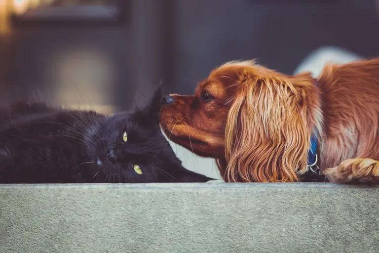  Blenheim spaniel Japanese spaniel Sussex spaniel Pekinese Pekingese Peke-0