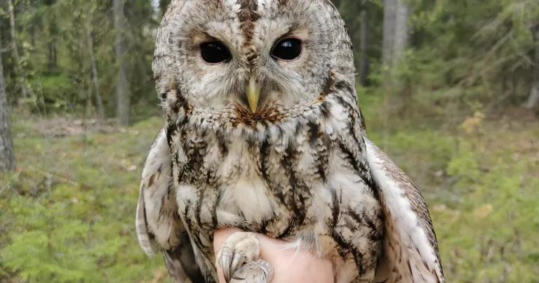  great grey owl great gray owl Strix nebulosa kite ruffed grouse partridge Bonasa umbellus prairie chicken prairie grouse prairie fowl-0