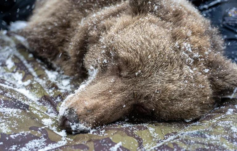  brown bear bruin Ursus arctos Chesapeake Bay retriever ice bear polar bear Ursus Maritimus Thalarctos maritimus Sussex spaniel-0