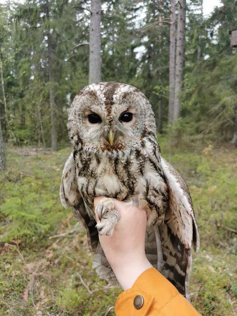  great grey owl great gray owl Strix nebulosa ruffed grouse partridge Bonasa umbellus kite prairie chicken prairie grouse prairie fowl-0