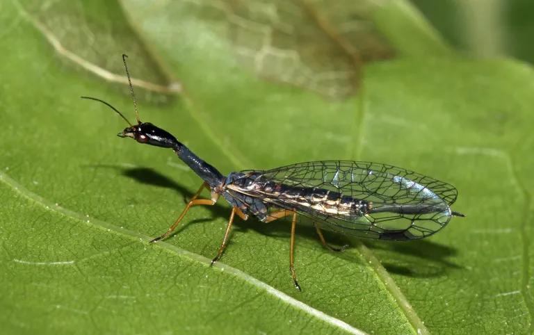  lacewing lacewing fly cicada cicala dragonfly darning needle devil's darning needle sewing needle snake feeder snake doctor mosquito hawk skeeter hawk mantis mantid-0