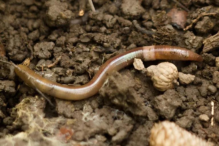  thunder snake worm snake Carphophis amoenus nematode nematode worm roundworm flatworm platyhelminth common newt Triturus vulgaris-0